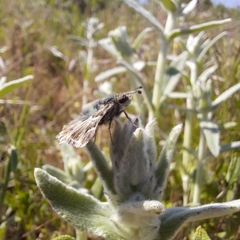 Muschampia orientalis