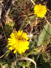 Apis mellifera