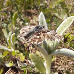 Muschampia orientalis