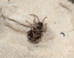 Ptinomorphus imperialis