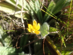 Hypoxis villosa