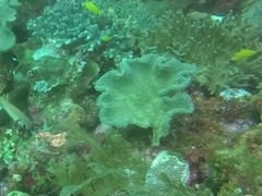 Pomacentrus moluccensis