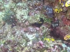 Pomacentrus bankanensis