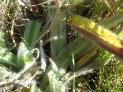 Hypoxis villosa