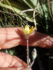 Hypoxis villosa