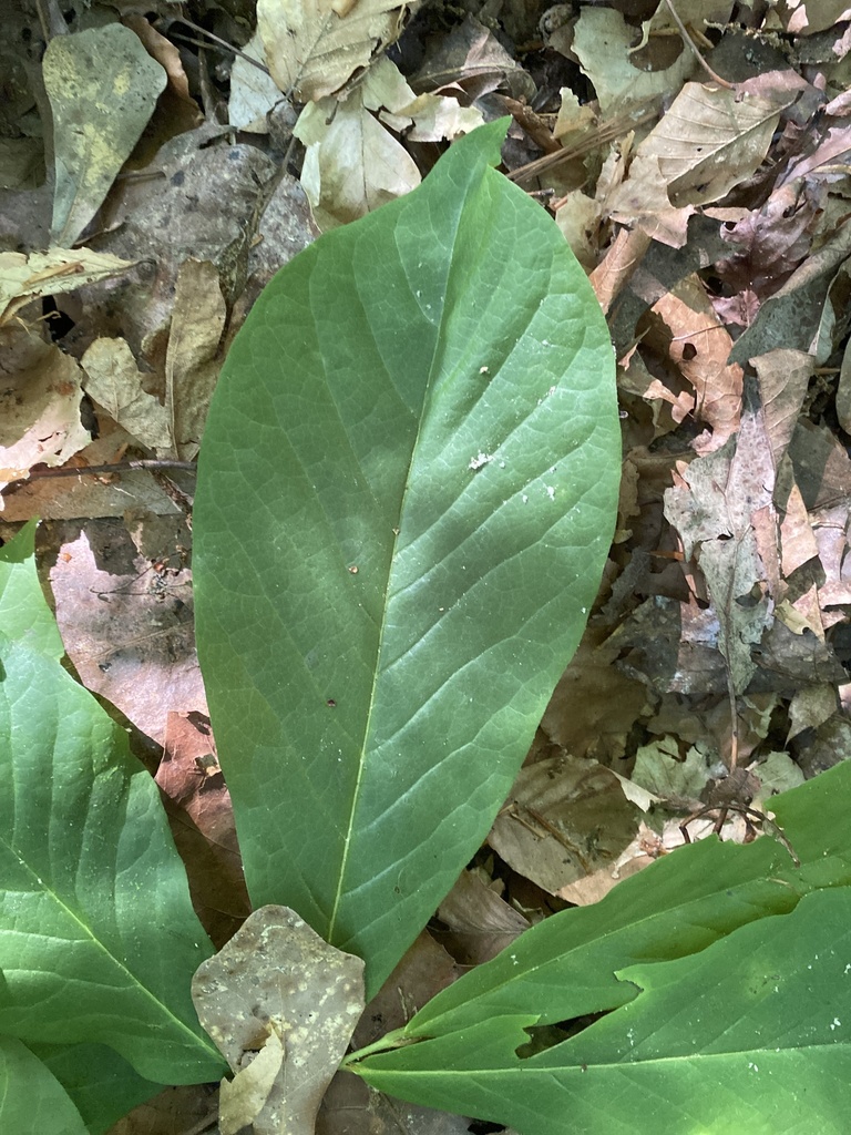 common pawpaw from Ole Hickory Trail N, Carrollton, GA, US on May 19 ...