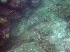 Lethrinus erythropterus