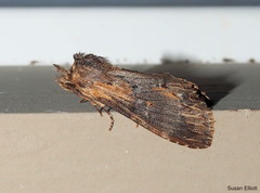 Dasylophia thyatiroides