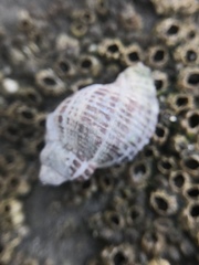 Acanthinucella