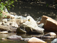 Motacilla cinerea cinerea