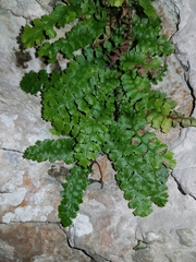Asplenium jahandiezii