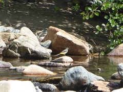 Motacilla cinerea cinerea
