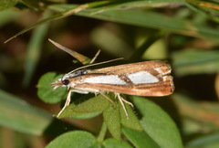 Catoptria permutatellus