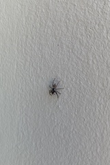 Menemerus semilimbatus