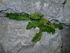 Asplenium jahandiezii