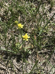 Ranunculus glaberrimus