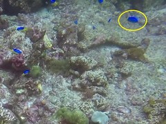 Pomacentrus coelestis