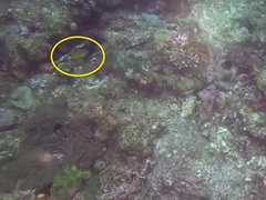 Pycnochromis retrofasciatus