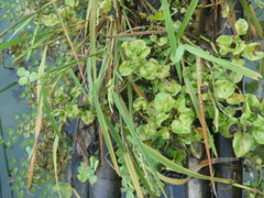 Alternanthera sissoo