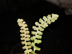 Asplenium jahandiezii