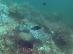 Pomacentrus brachialis