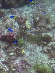 Pomacentrus auriventris