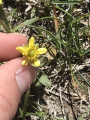 Ranunculus glaberrimus