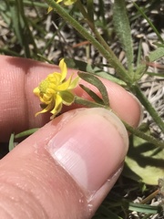 Ranunculus glaberrimus