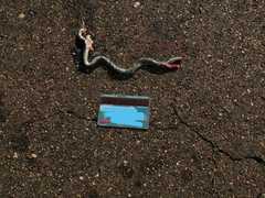 Afrotyphlops schlegelii