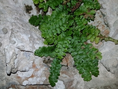 Asplenium jahandiezii