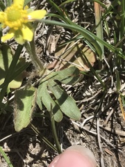 Ranunculus glaberrimus
