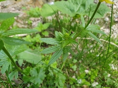 Ranunculus montanus