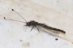 Ululodes quadripunctatus