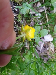Ranunculus montanus