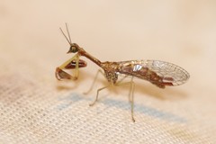 Leptomantispa pulchella