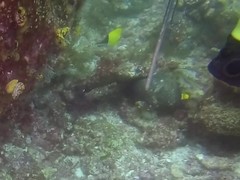 Forcipiger flavissimus