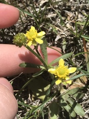 Ranunculus glaberrimus