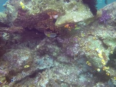 Chaetodon adiergastos