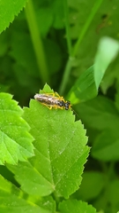 Pamphilius marginatus