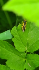 Pamphilius marginatus