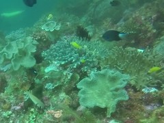 Pycnochromis caudalis