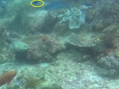 Labroides dimidiatus