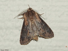 Dasylophia thyatiroides