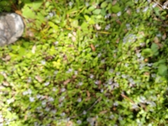 Veronica officinalis