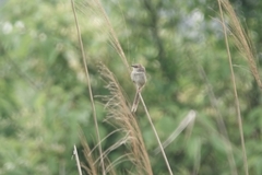 Prinia striata