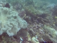 Variola albimarginata