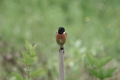 Saxicola maurus