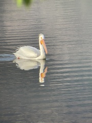 Pelecanus erythrorhynchos