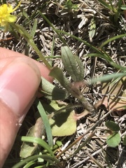 Ranunculus glaberrimus