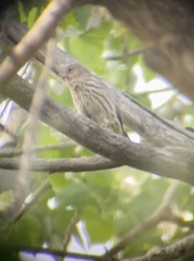 Haemorhous mexicanus